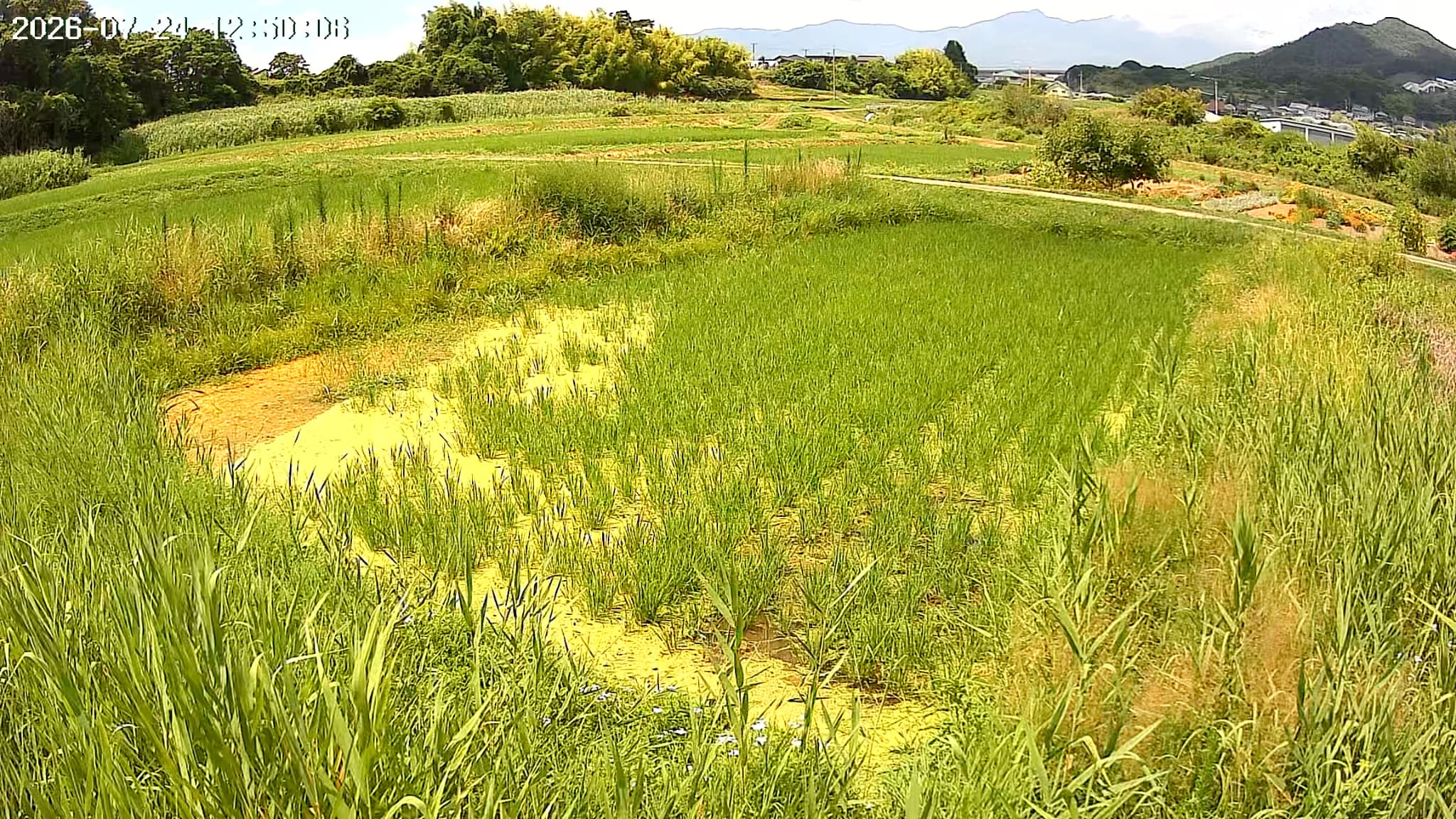 2026.07.24 田んぼの様子